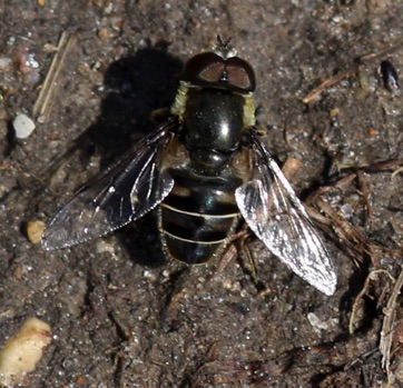 Black-shouldered Drone Fly*
Eristalis dimidiata