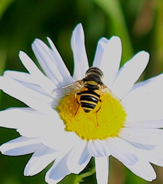 Common Drone Fly*
Eristalis transversa