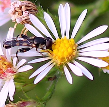 Thick-legged Hover Fly
Syritta pipiens