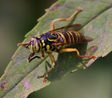 Eastern Hornet Fly (mimic wasp)*
Spilorcia longicorns