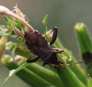 Assassin Bug
(Uof I)