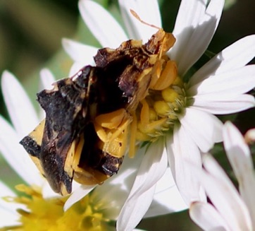 Male and Female 
Ambush Bugs