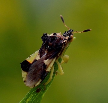 Ambush Bug