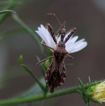 Spend Assassin Bug
Sinea diadema