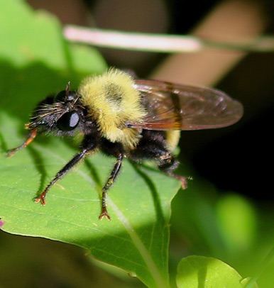 Robber Fly
Laphria macquarti