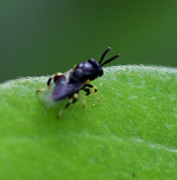 Chalcidid Wasp
Bralchymeria ovata