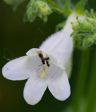 Small Wasp