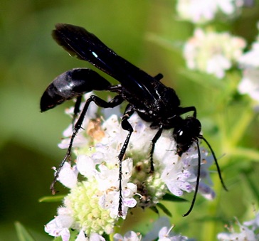 Great Black Wasp
Sphex pensylvanicus