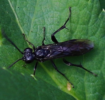 Spider Wasp