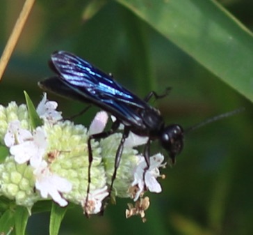 Blue Mud Wasp
Chalybion californium