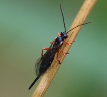 Parasitoid Wasp
Pimpla pedalis