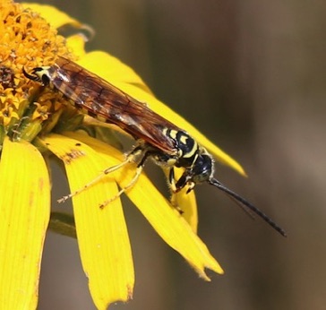 Sapygid Wasp
Eusapyga verticalis