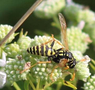 European Paper Wasp
Polistes dominula