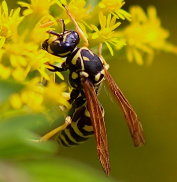 European Paper Wasp
Polistes dominula