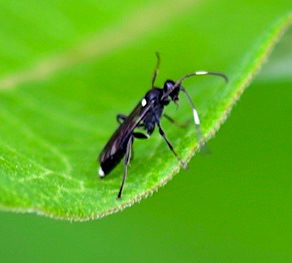 Ichneumon
Vugichneumon brevicinctor