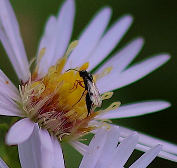 Small Black Ichneumon