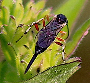 Ichneumonid Wasp
Itoplectis conquistador