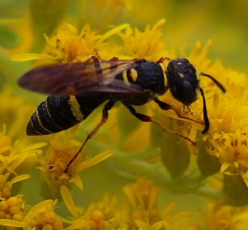 Potter Wasp
Euodynerus boscii