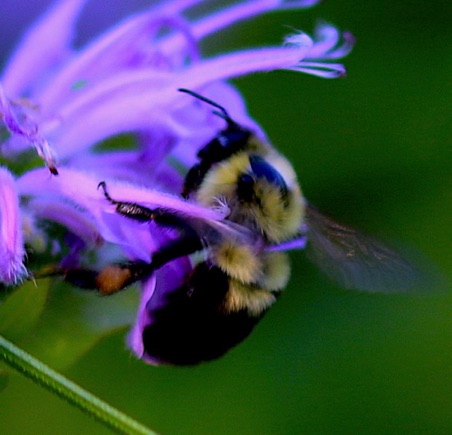 Two-spotted Bumble Bee.jpg