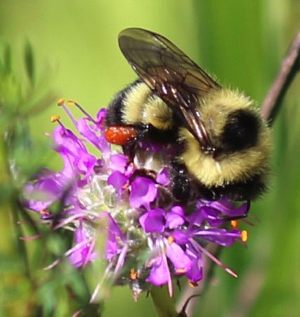 Half-black Bumble Beejpg