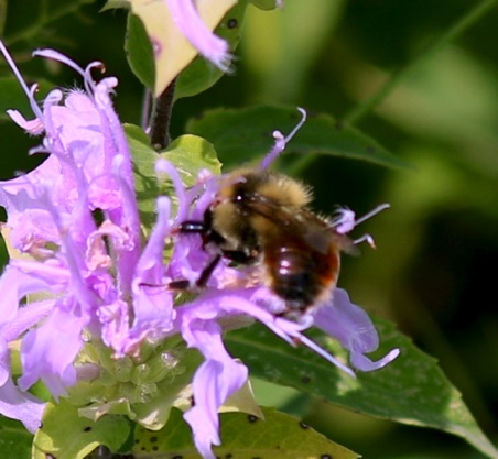 Red-belted Bumble Bee.jpg