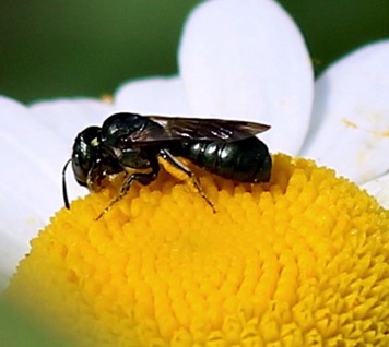 Small Carpenter Bee.jpg