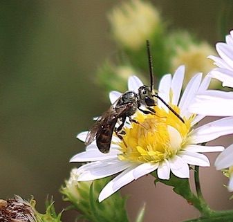 Long-horned Bee.jpg