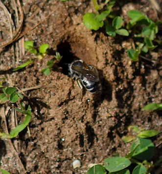 Cellophane Bee entering nest.jpg