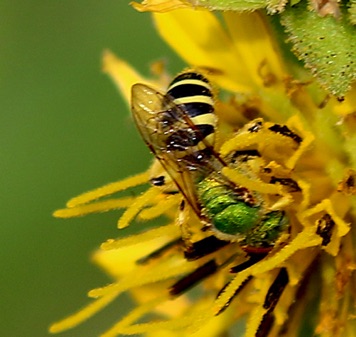 Strioped Green Metallic Bee.jpg