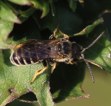 Mining Bee.jpg