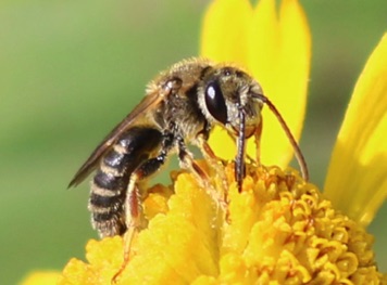 Orange-legged Furrow Bee.jpg