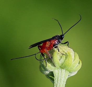 Braconid Wasp.jpg