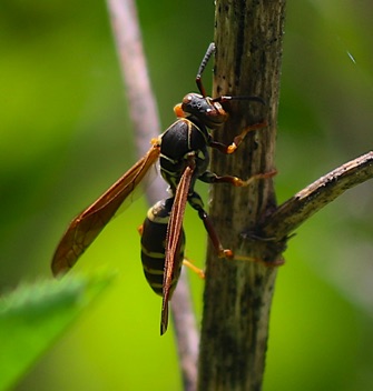 Paper Wasp.jpg