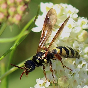 Fiove-banded Thinned Wasp.jpg