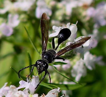 Grass-carrying Wasp.jpg