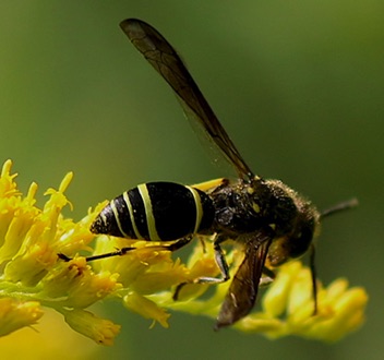 Potter wasp.jpg