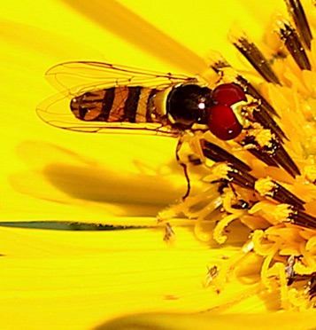 Flower Fly.jpg