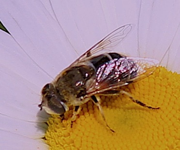 Flower Fly.jpg