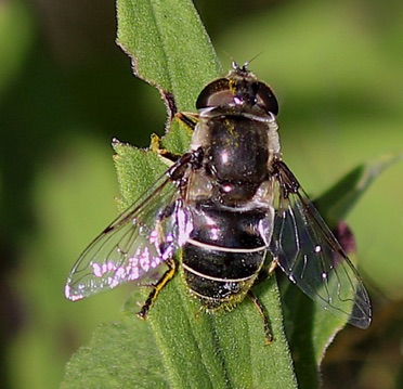 Eristalis stipator.jpg