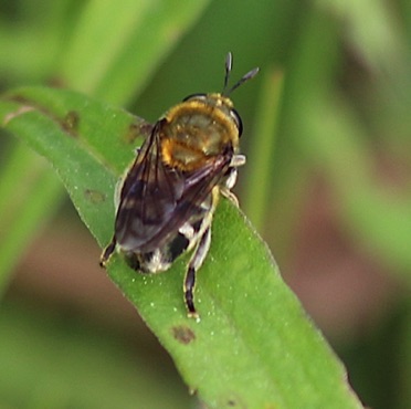 Flower Fly (bee mimic).jpg