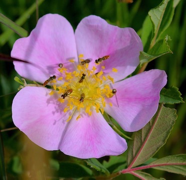 Eight Flower Flies.jpg