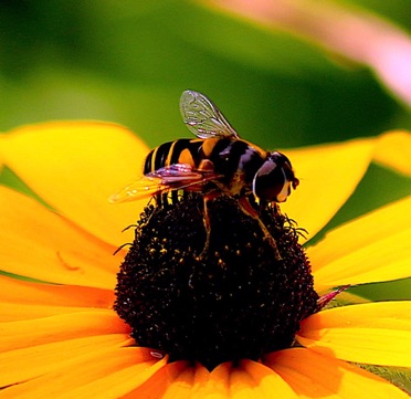 Transverse Flower Fly.jpg