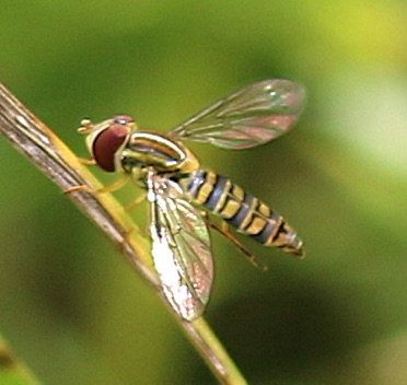 Corn-feening Syrphid Fly
(not common)