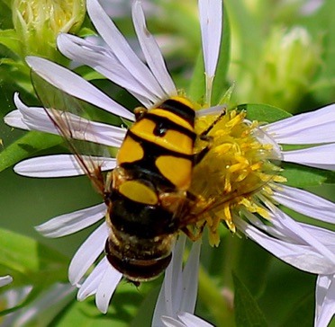 Transverse Flower Fly.jpg