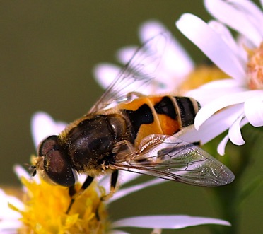 Flower Fly.jpg