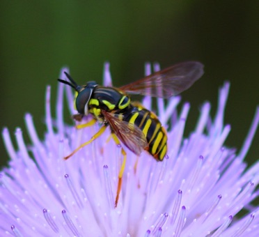 Flower Fly.jpg