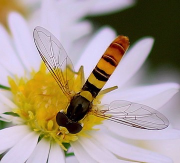 Flower Fly.jpg