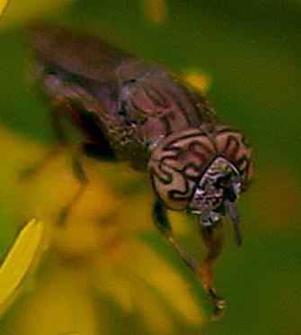 Orthonevra nitida.jpg