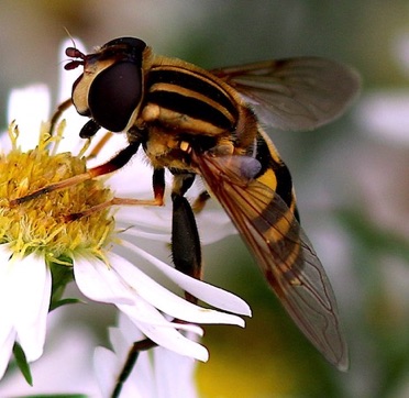 Striped Flower Fly.jpg