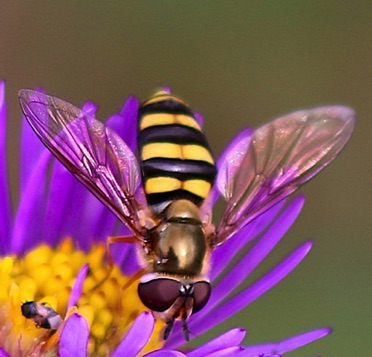 Flower Fly.jpg